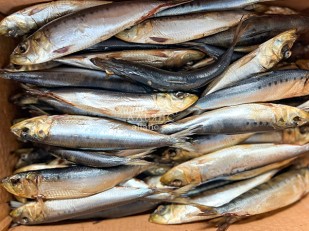 Вомер холодного копчения: Сельдь Иваси х\к